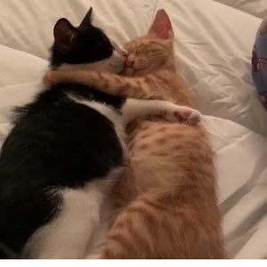 Meet your Posher, Jules